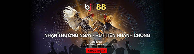 Độc quyền đá gà Thomo gà Thái, sv388 nổi tiếng